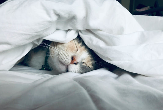 💖 'I Just Want to Sleep Well!' A Supplement Guide for Stress & Sleep Health ✨