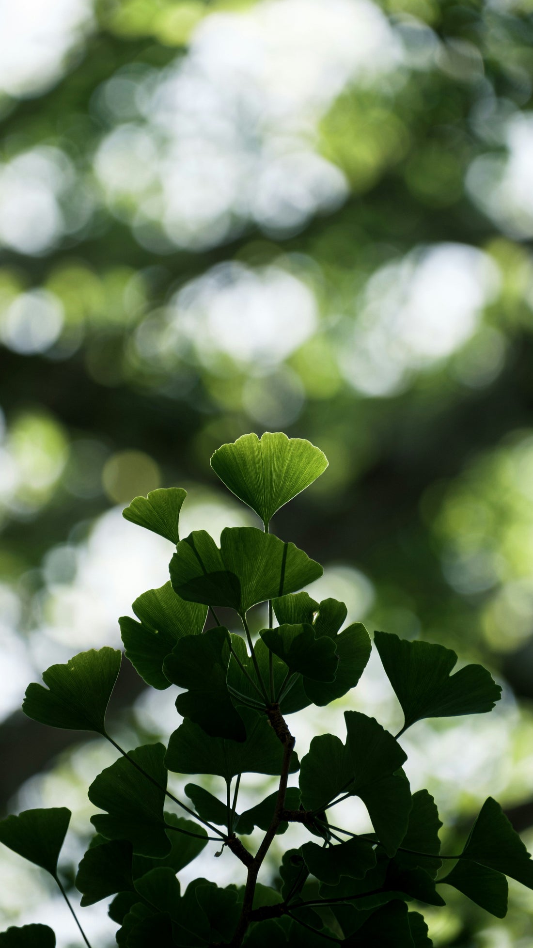 "The Best Supplements to Boost Brain Health and Mental Clarity"