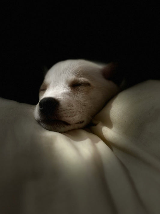 5 Best Supplements That Help with Sleep and Relaxation