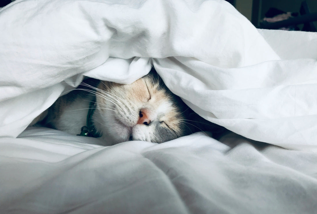 💖 'I Just Want to Sleep Well!' A Supplement Guide for Stress & Sleep Health ✨